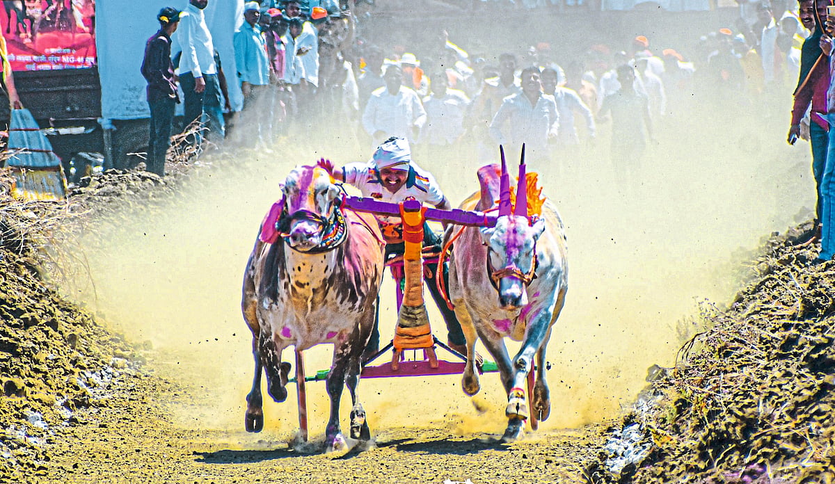 Experience the Excitement of Bullock Cart Racing in Lonavala!