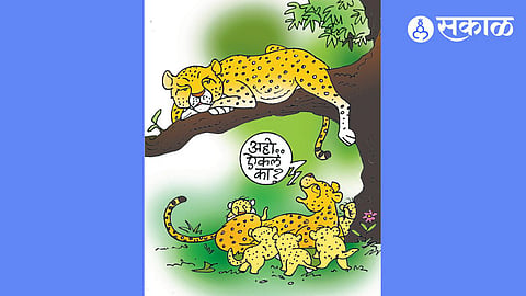 कुनो नॅशनल पार्क: वाघराच्या आगमनाने जंगलात खळबळ. Tiger's Presence: Stir ...