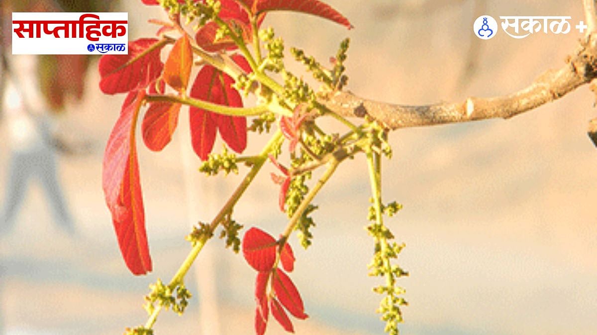कुसुंब वृक्षाची रंगीत पालवी: Schleichera oleosa tree's vibrant foliage ...