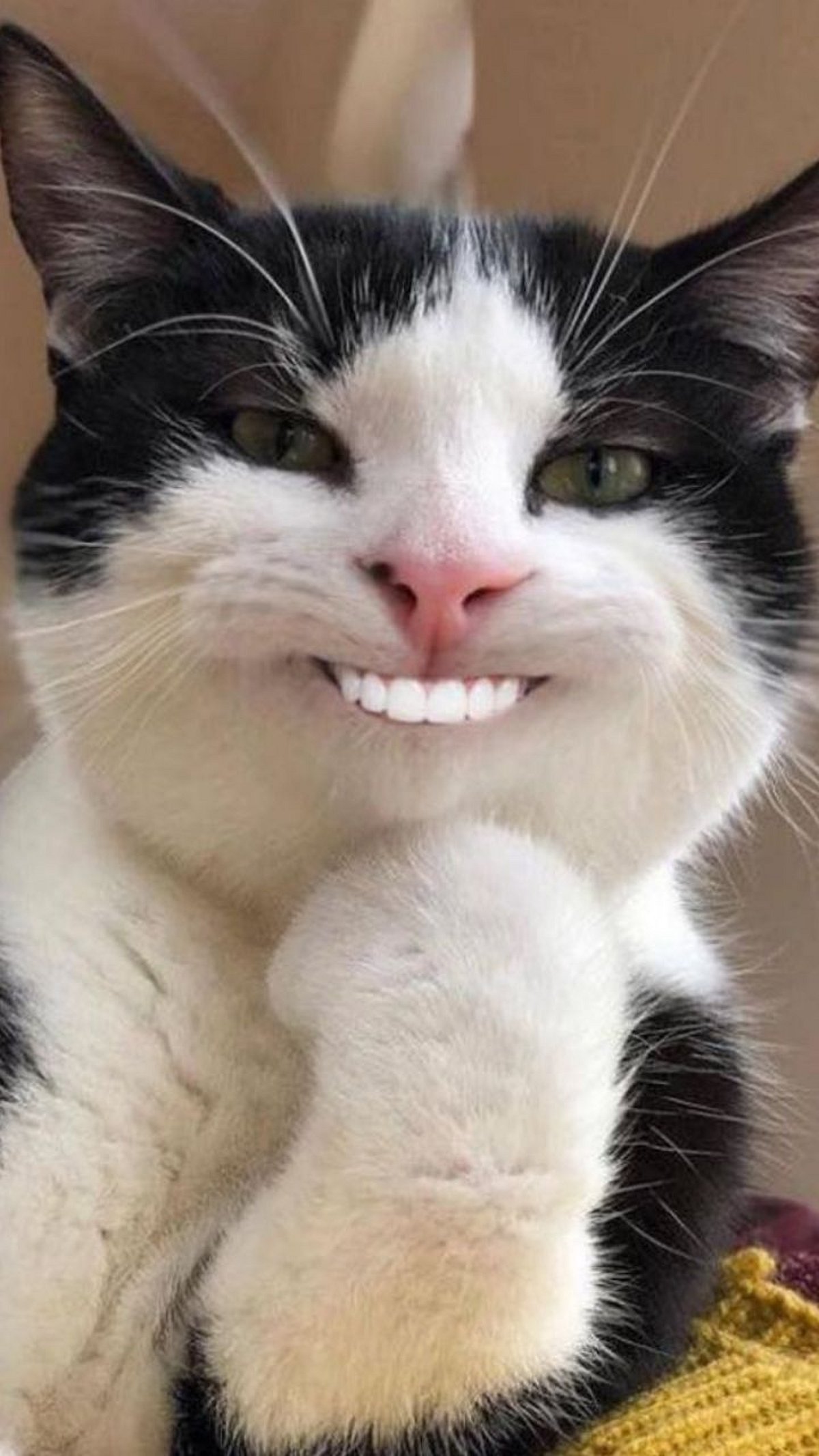 Why Animals Don’t Need to Brush Their Teeth प्राणी ब्रश करत नाहीत ...
