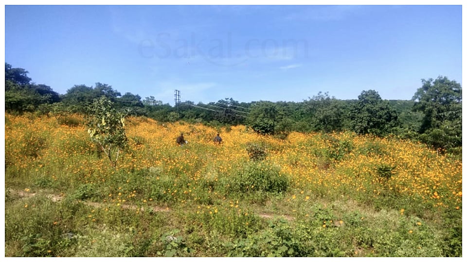 Pune News : भूमाफियांकडून तळजाई टेकडीचे सपाटीकरण Flattening of Taljai ...
