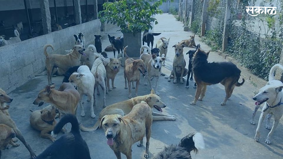 Rabies Infection: उपचाराला जरासा उशीर ठरतोय मृत्यूचं कारण; रेबीज किती ...