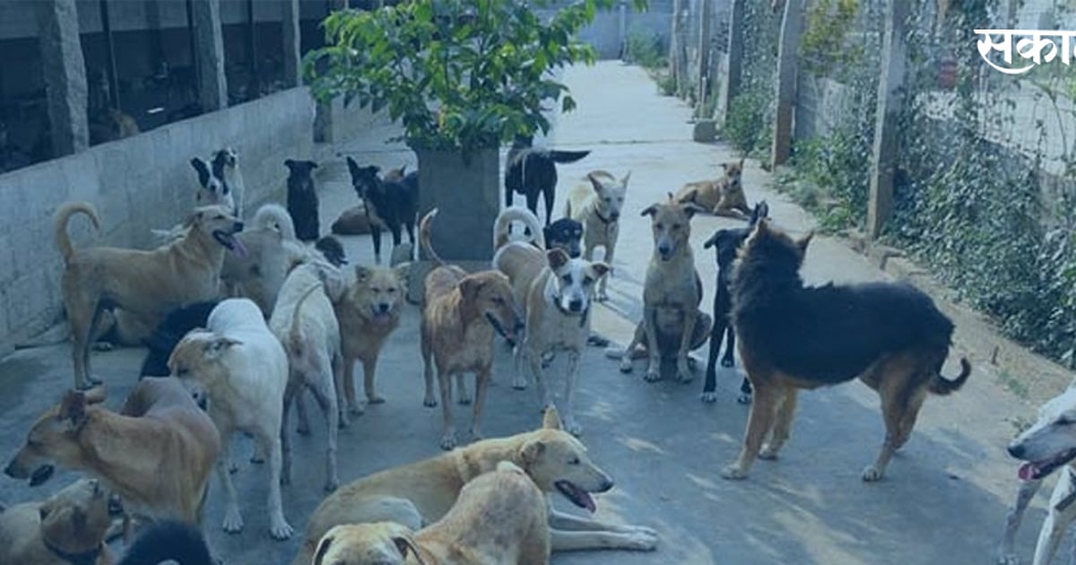 Rabies Infection: उपचाराला जरासा उशीर ठरतोय मृत्यूचं कारण; रेबीज किती ...