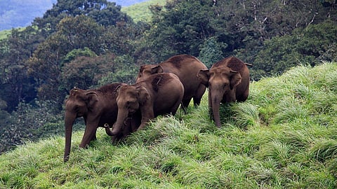Wildlife Safaris In India