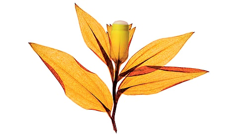 Natural Deodorants 