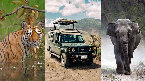 safari destinations in India 