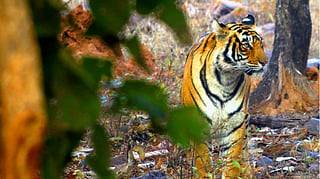 A Tiger in Bandhavgarh Tiger Reserve, Madhya Pradesh