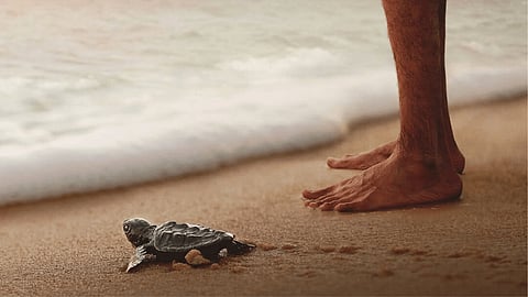 Turtle Walker
