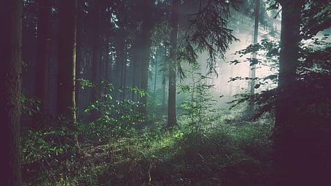Forest Bathing