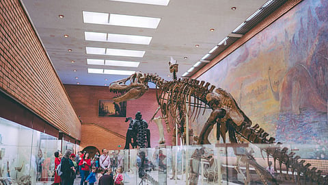 But Why Fossil Collection Is So Popular Amongst Uber-rich People?