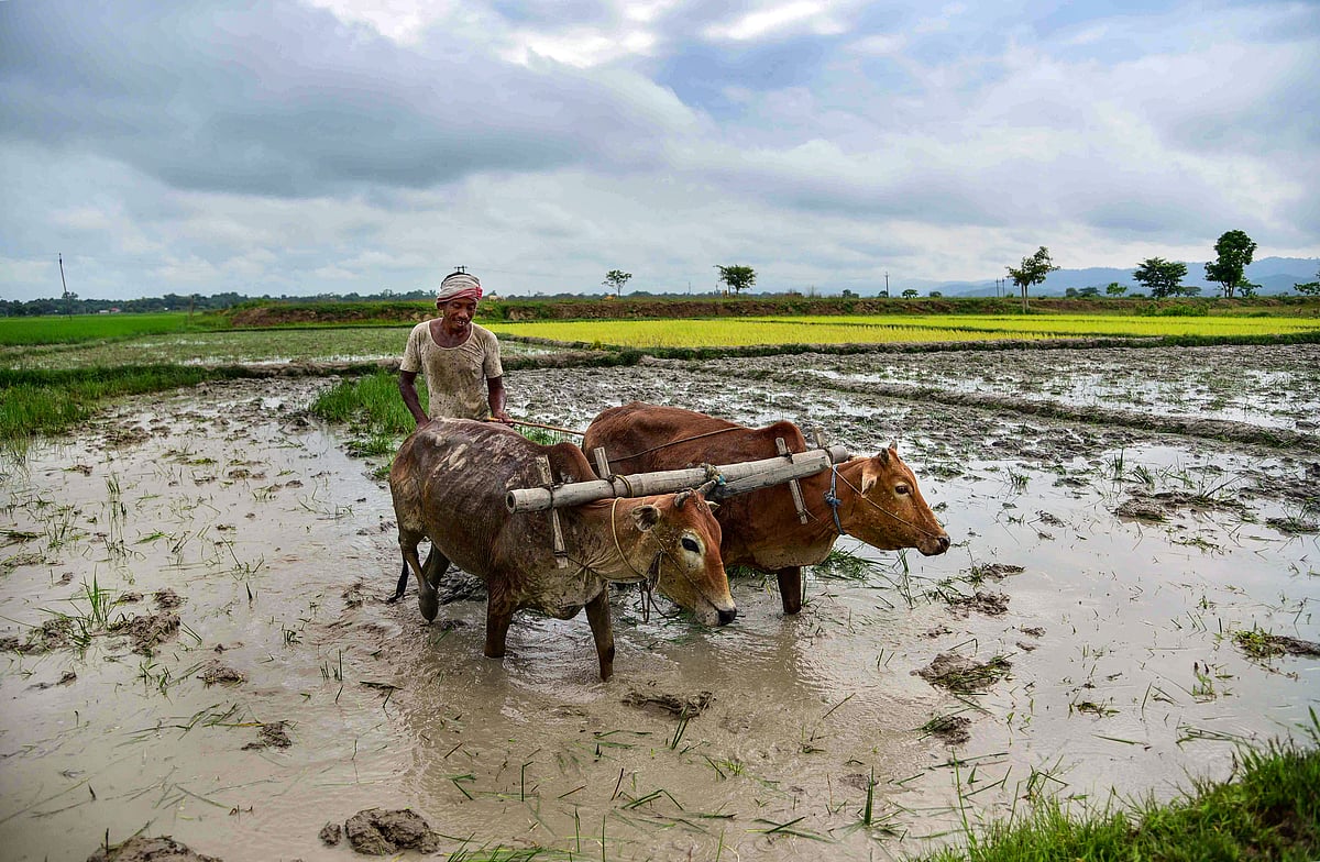 Replacing rice with other crops could help recover groundwater lost ...
