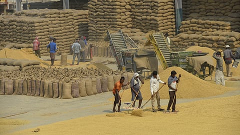 Punjab's bumper paddy crop raises concerns over the Centre's quota, MSP payments and storage capacity | File Image