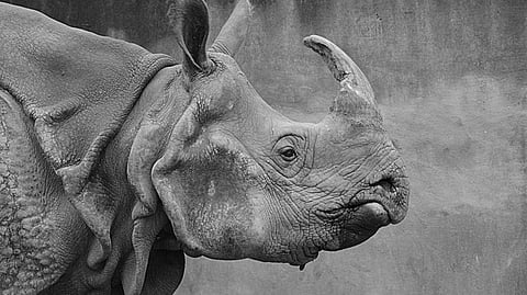 Kaziranga National Park witnesses an all-time high of over 4.06 lakh tourists in 2024-25