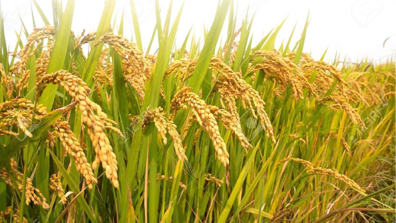 Punjab announces formation of subcommittee for procurement of paddy crops