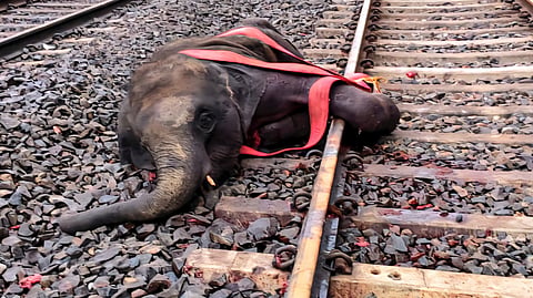 3 elephants run over by train in Bengal’s Jhargram