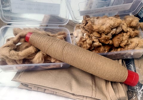 Naturally coloured cotton revival hit by funding crunch, low yields
