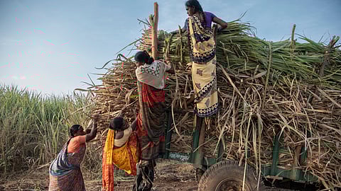 India's sugar output falls 18% to 25.82 million tonnes till July of this season