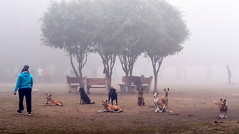 SC issues fresh directive to tackle stray dog menace within its premises
