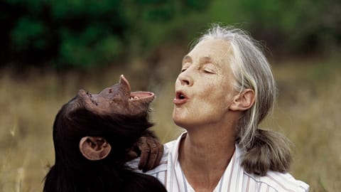 Tributes pour in as world-renowned primatologist Jane Goodall passes away