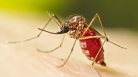 Over 4.4 lakh chikungunya disease cases, 155 deaths reported worldwide in 2025: WHO