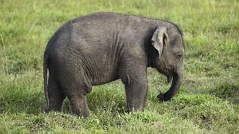 Elephant calf born in Kaziranga named 'Mayabini' after Zubeen Garg's song
