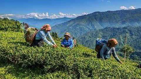 Flash floods, landslides devastate over 30 Darjeeling tea gardens; Rs 50 crore loss feared