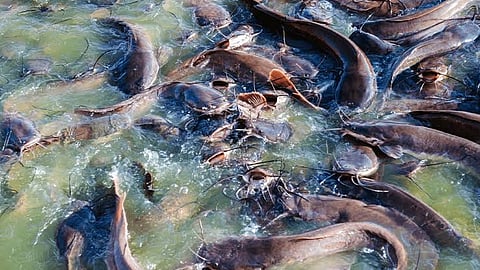 Fisheries dept cracks down on illegal African catfish farming in Pune, destroys 2.4 tonnes stock