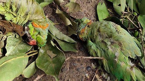 200 parrots die from food poisoning in Madhya Pradesh