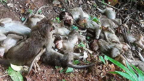 11 monkeys found dead in Karnataka forest area, viscera sent for lab tests