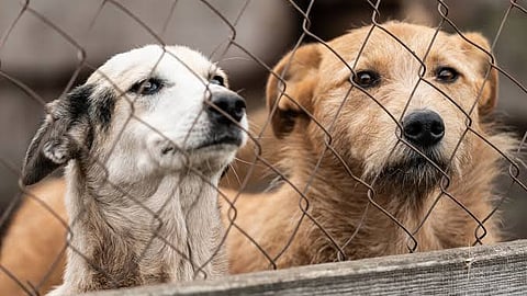 MCD to allocate Rs 10 crore for new dog shelters in 2026 budget