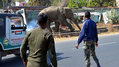 Wild elephant enters Ranchi, returns to forest after 5 hours
