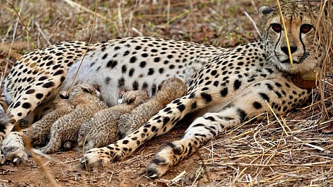 India's cheetah population crosses 50 after five cubs born at Kuno National Park
