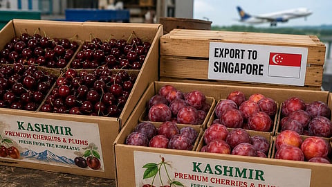 "We want more !": Singaporean envoy to India welcomes 1st shipment of J&K cherries, plums


