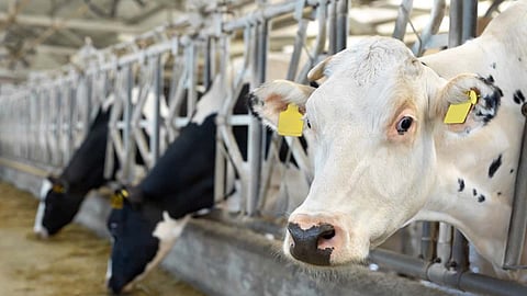 Haryana unveils five-point dairy push to boost farmers’ income, empower women