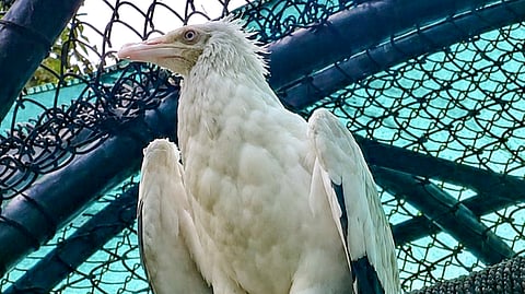 A vulture in an enclosure, in New Delhi | PTI