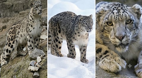 The high-altitude snow leopard adventure in Ladakh has entered the global top five, offering travellers a chance to explore the Himalayas in search of the elusive big cat | bikatadventure