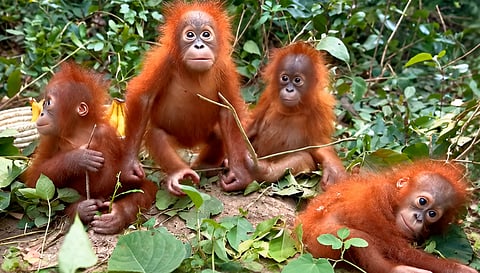 Odisha authorities are checking possible air, rail and water routes after five orangutans, not native to India, were found in a Balasore forest | Representational image