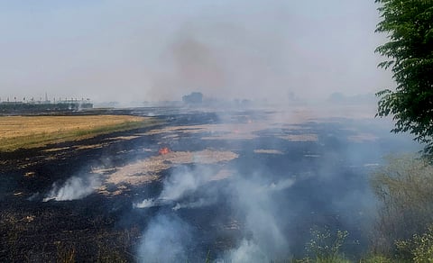 With paddy harvesting set to begin, Punjab CM Bhagwant Mann urged incentives for farmers to manage stubble and avoid burning crop residue | File image/PTI