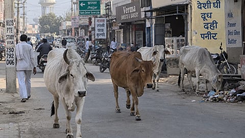 Haryana to open new gaushalas and develop Gau Vanns amid stray cattle concerns | Representational Image