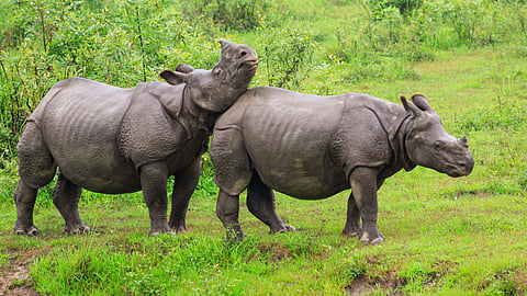 Kaziranga is welcoming tourists again for the new season, with jeep safaris already underway and elephant safaris set to resume soon