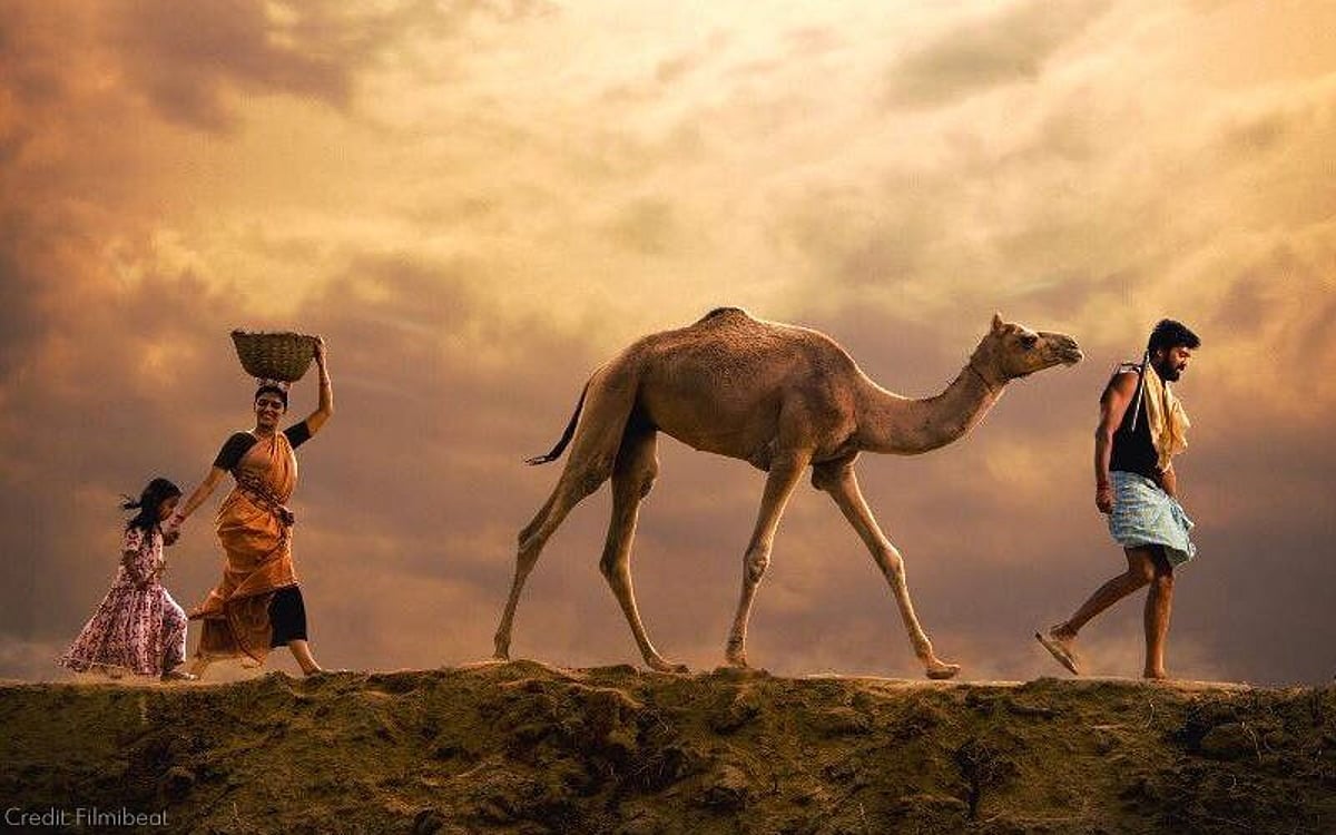 Bumpy Man A bumpy man-camel relationship drama that needed better writing