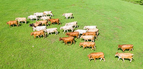 Making dairy farming more sustainable: Nestlé partners up to find scalable solutions