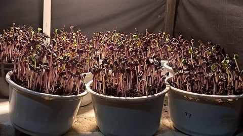 LED light for microgreen nutrient enhancement