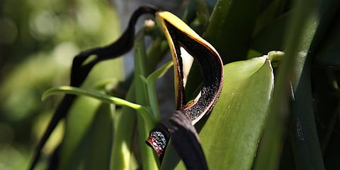 Givaudan introduces Rainforest Alliance certified vanilla extracts for the European market