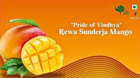 India exports GI-tagged Sundarja mangoes to Abu Dhabi for the first time