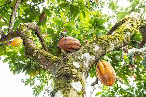 Barry Callebaut and Nestlé partner to accelerate towards net zero Cocoa in Brazil