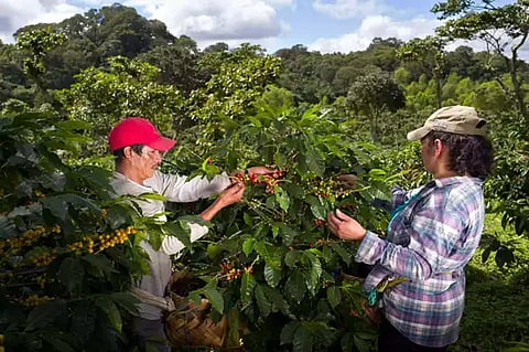 TRACT to lead next phase of living income gap tool from ofi & Olam Agri