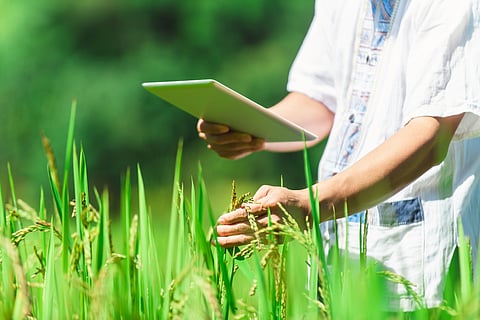 BENEO joins forces in ambitious sustainable rice farming project in Vietnam