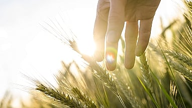 PepsiCo, Mars & ADM partner to advance regenerative agriculture in Poland