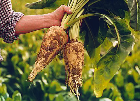 BENEO secures first-ever Thai FDA approval for exclusive prebiotic claim